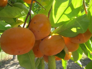 Large, round orange fruit growing in bunches on a tree.