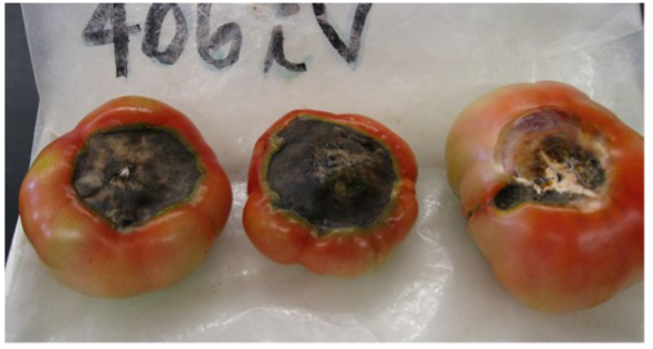 Blossom end rot in tomato
