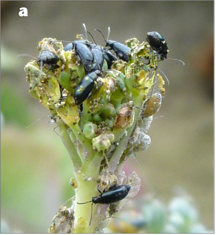 Crucifer flea beetle adults on a broccoli floret