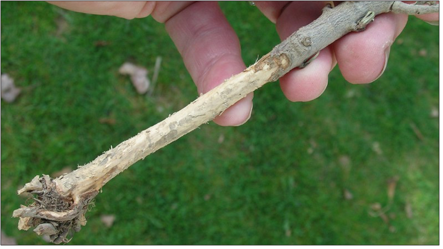 Tooth marks on a plant stem