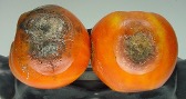 Anthracnose (fungal disease) on tomato fruit