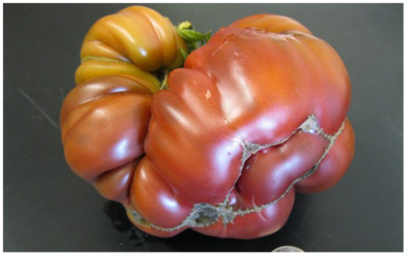 Catfacing, a development disorder, in tomato fruit