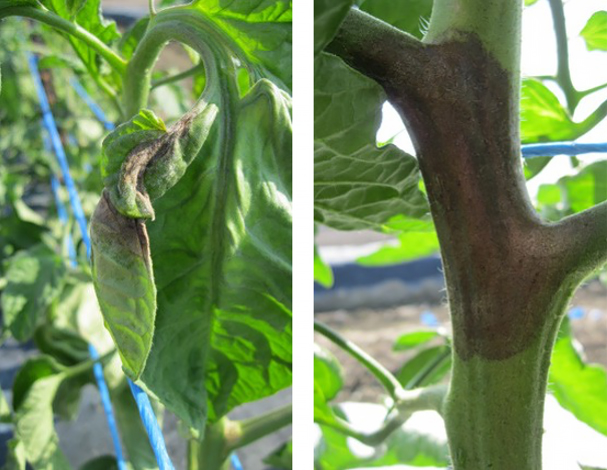 Late blight shown on tomato plant leaves and stem