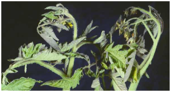 Curly top viral disease on tomato leaves