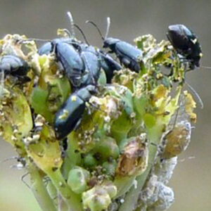 Flea beetles