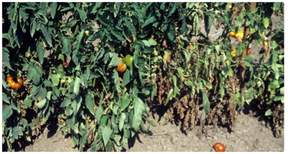 Verticillium wilt on tomato plants