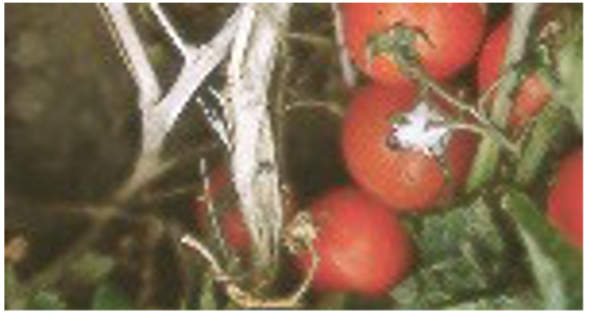 White mold on tomato fruit