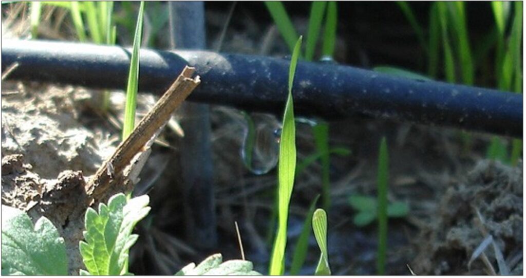 Narrow black tubing running along the ground.