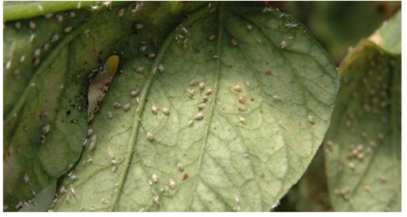 Aphids on tomato plant leaves