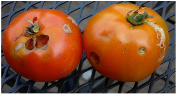 Slug damage on tomato fruit