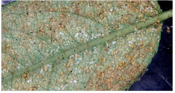 Spider mites on tomato leaf