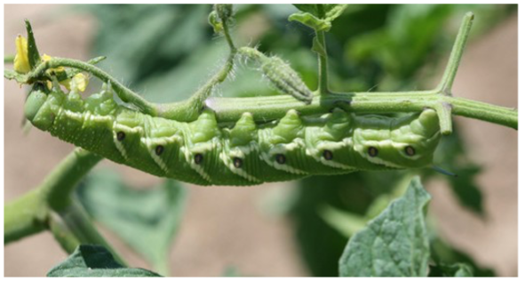 Tomato hornworm