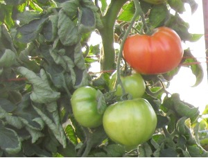 Tomato plant with red and green tomatoes