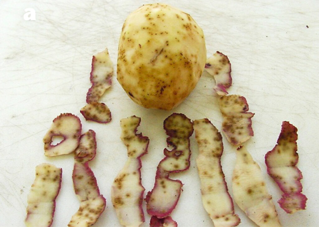 Flea beetle damage on potato