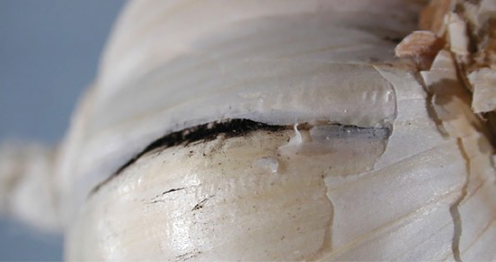 Black mold on garlic bulb