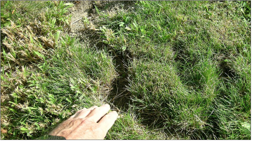 Vole runways in a lawn