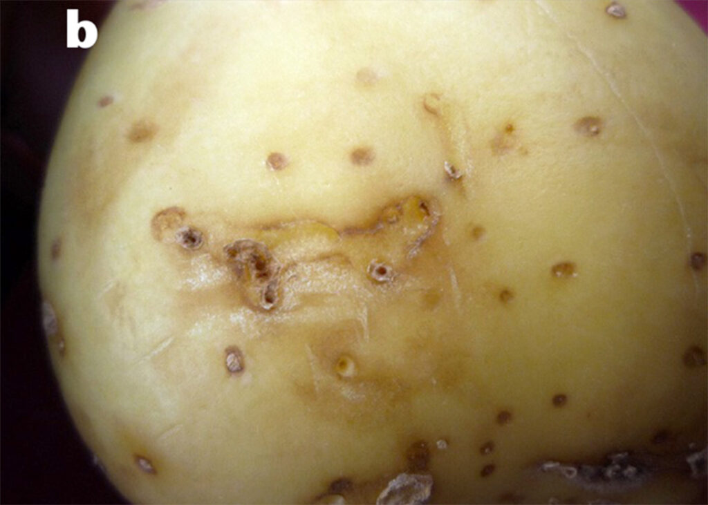 Close up of flea beetle damage on potato