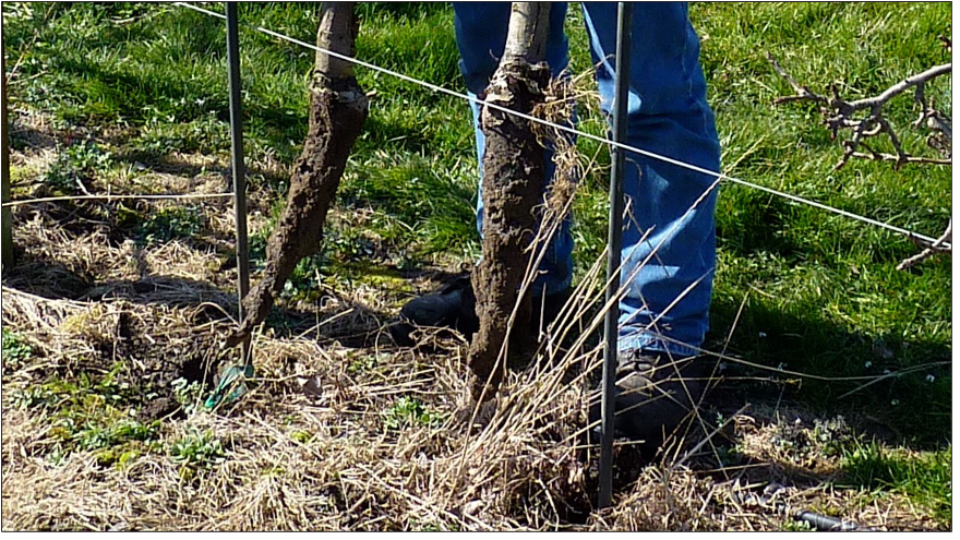 Tall grass is the primary food and home for voles