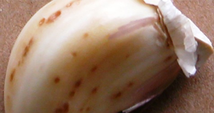 Mite damage on garlic bulb