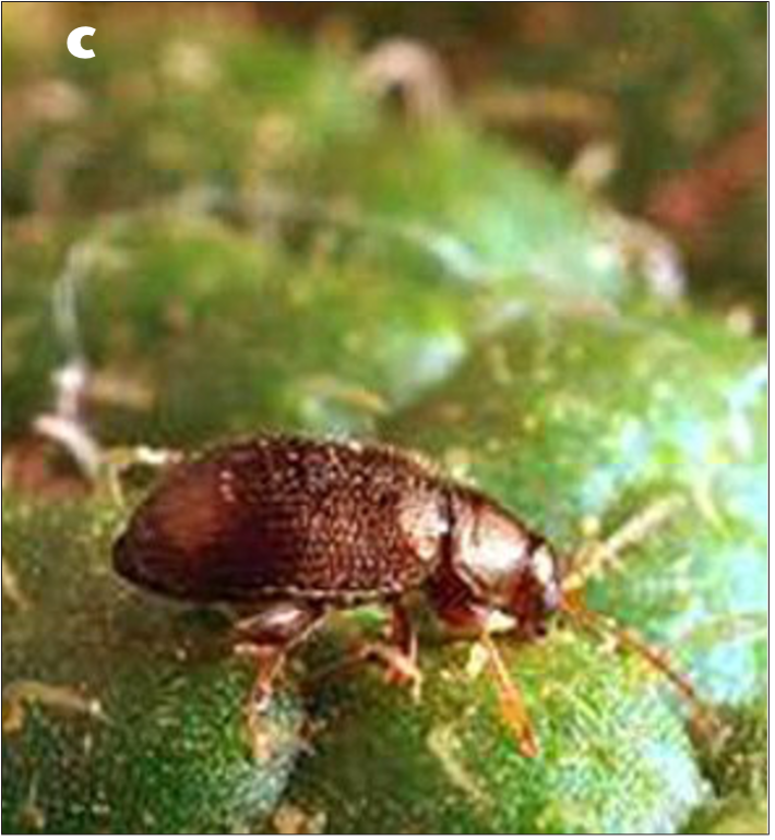 Western potato flea beetle on potato leaf