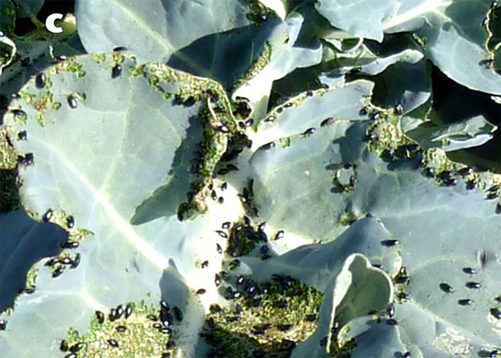 Flea beetle damage to broccoli