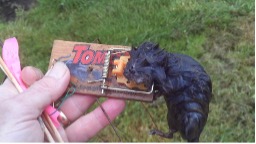 Vole caught in a mouse trap