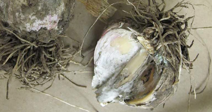 Cut away view of a garlic bulb showing white rot