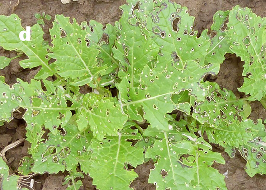 Flea beetle damage to mustard leaves