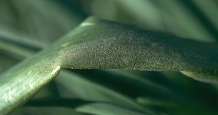 Downy mildew on onion leaf