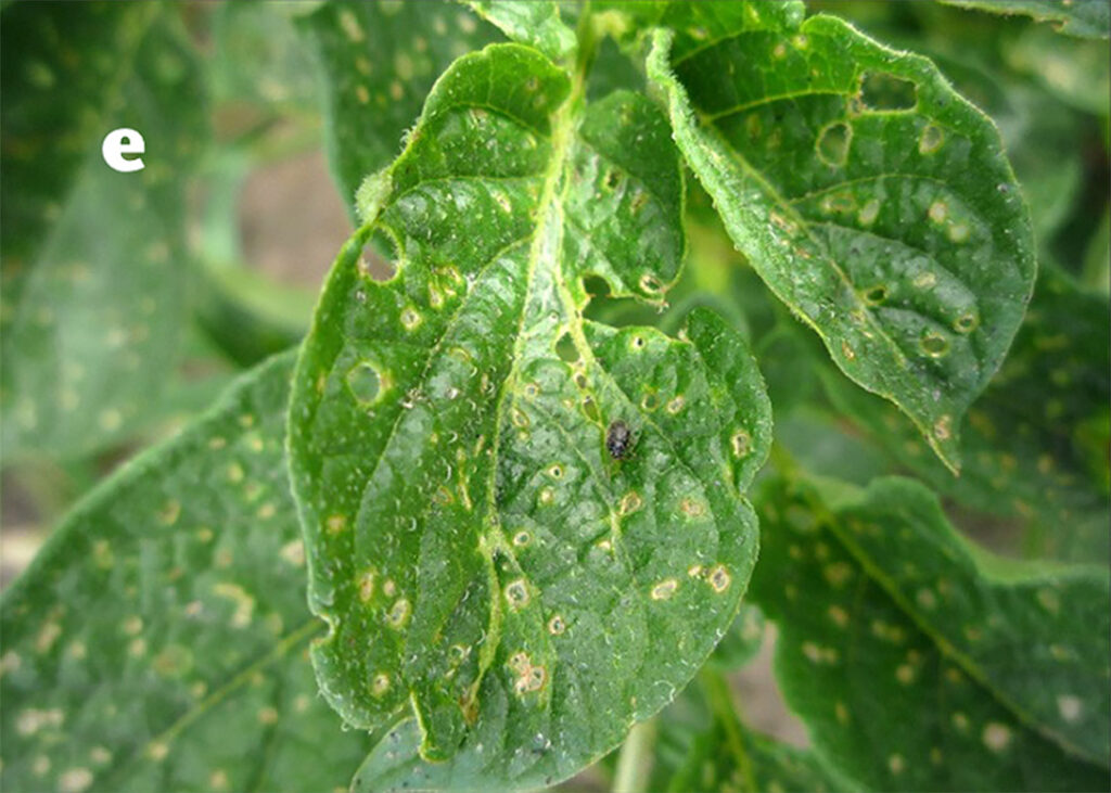 Shothole damage to potato leaves