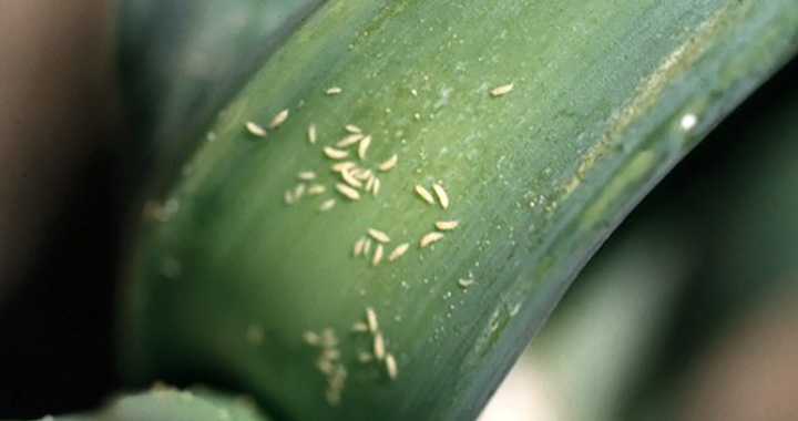 Thrips on onion leaf