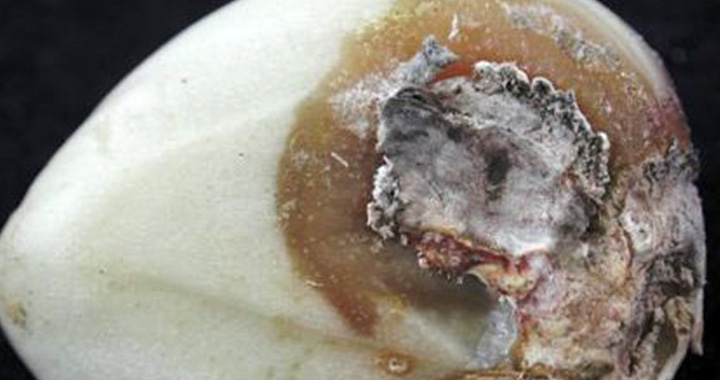 Grey mold on garlic bulb