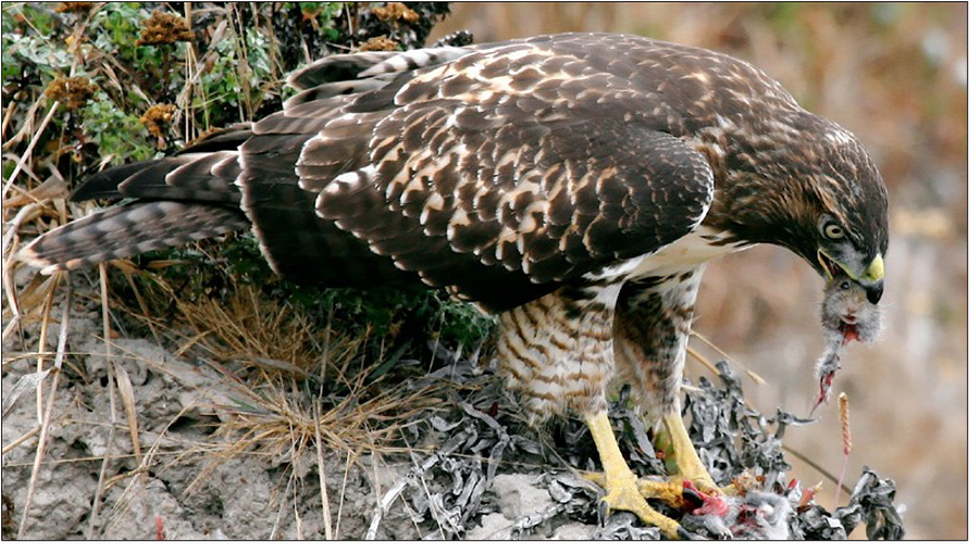 Cartoon of two voles being sprayed with a repellant