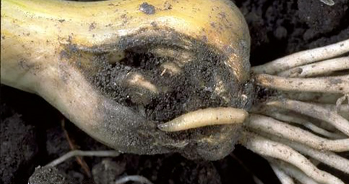 Onion maggot crawling on garlic bulb