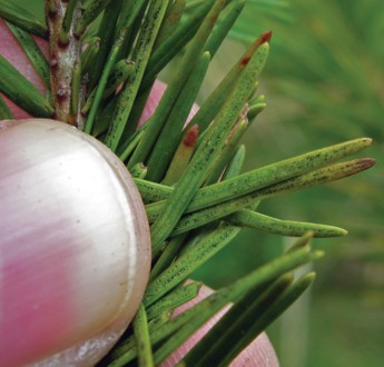 Yellowing pine needles with black spots.