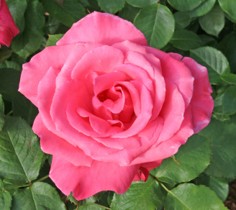 A pink rose.