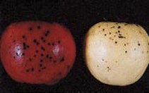 A red apple and a yellow apple, both with small black dots across the peel.