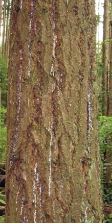 White streaks on a trunk.