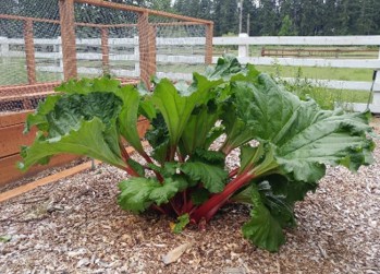 A leafy rhubarb plant in a garden.