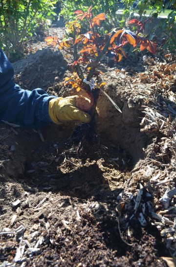 A gardener showing how a large, wide hole in the soil fully accommodates the entire root system of a small rose bush.