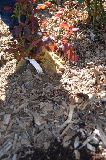 A gardener wearing a yellow glove mounds soil over the base of the rose bush after planting.