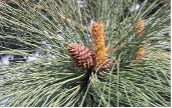 Long green tree needles in bundles of three from a Ponderosa Pine tree.