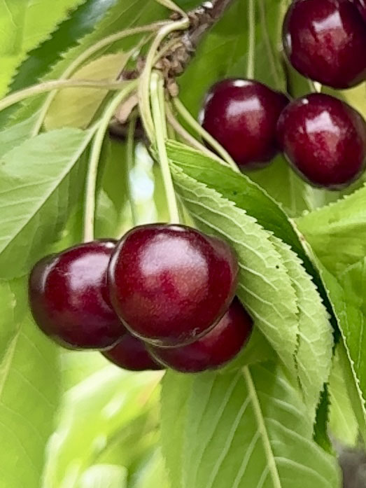 Close-up of mahogany cherries on branch.
