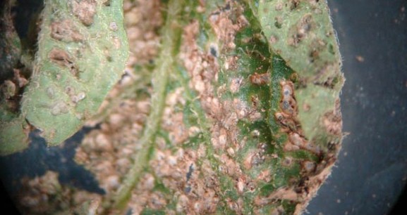 An infestation of small brown bugs on a leaf.