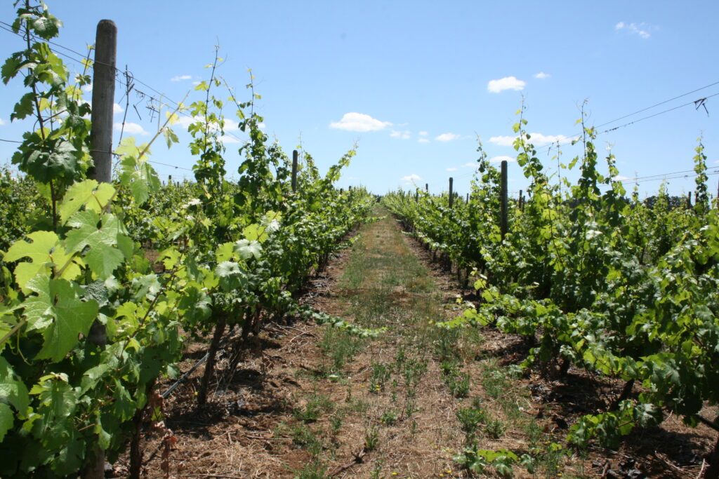 Rows of grapevine during sunny day.