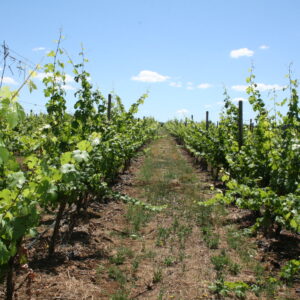 Rows of grapevine during sunny weather.