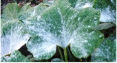 Green leaf with white powdery substance.