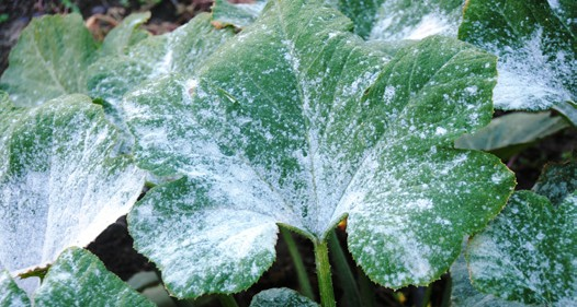 Leaf with white powdery substance.