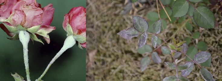 In the left photo, a white substance covers the base of the pink rose. In the right photo, a white substance covers the leaves of the rose plant.