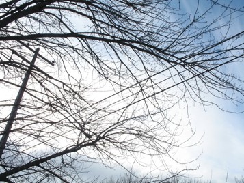 Bare branches near a power line.